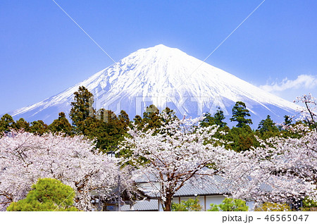 富士山と満開の桜 静岡県富士宮市大石寺にての写真素材