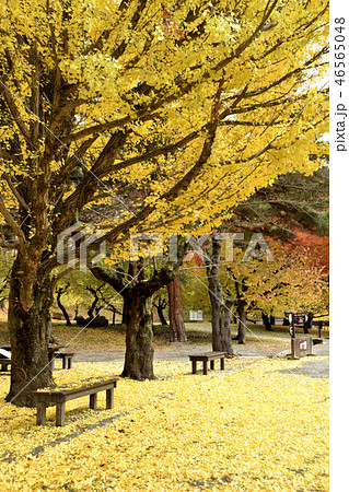 鶴ヶ城 紅葉 鶴ヶ城 紅葉 46565048