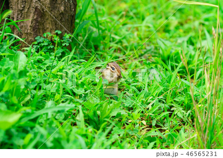 りす物語 46565231