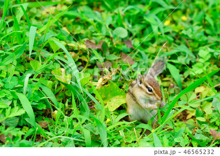 りす物語 46565232