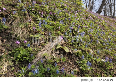 カタクリやエゾエンゴサク カタクリやエゾエンゴサク 46565839