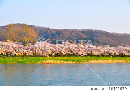 桜景 北上展勝地 桜景 北上展勝地 46565870