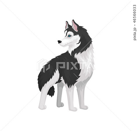 Siberian Husky, white and black purebred dog animal vector Illustration on a white background Siberian Husky, white and black purebred dog animal vector Illustration on a white background 46566033
