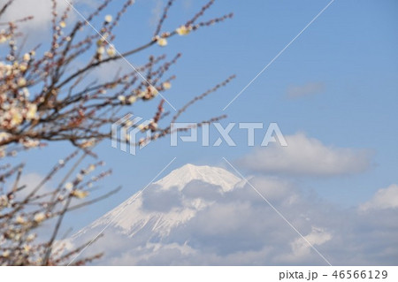 富士山と梅の木〜Mt.Fuji&Plum 46566129