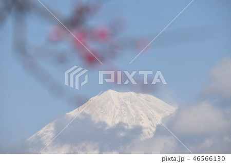富士山と梅の木〜Mt.Fuji&Plum 46566130