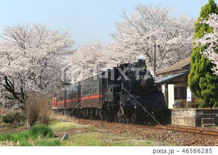 真岡鐵道「SLと桜の花咲く寺内駅」 真岡鐵道「SLと桜の花咲く寺内駅」 46566285
