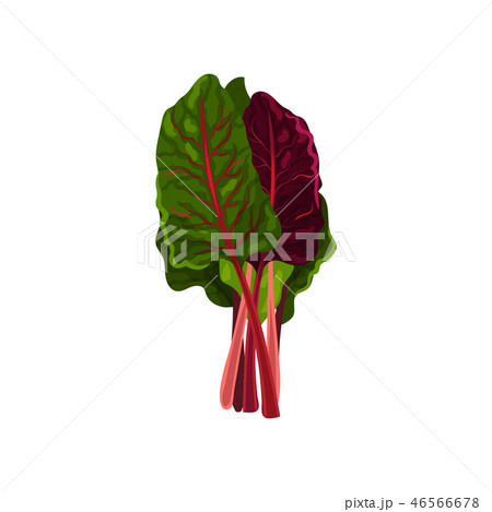 Mangold fresh salad leaves, healthy organic vegetarian food, vector Illustration on a white 46566678