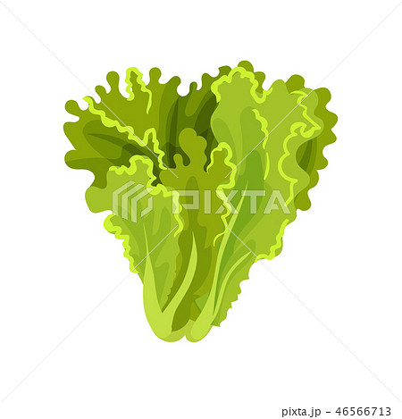 Lettuce fresh salad leaves, healthy organic vegetarian food, vector Illustration on a white Lettuce fresh salad leaves, healthy organic vegetarian food, vector Illustration on a white 46566713