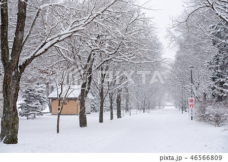 雪の降る緑ヶ丘公園の景色 46566809