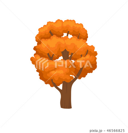 Huge tree with many branches and bright orange leaves. Element of forest, park or garden. Nature 46566825