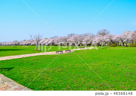 桜景　北上展勝地 46568148