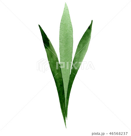 Green leaf. Floral botanical flower. Watercolor background illustration set. Isolated leaf 46568237