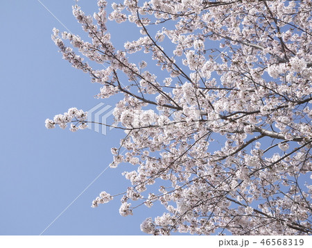 桜と青空 46568319