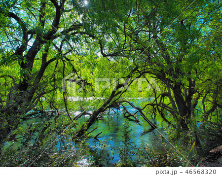 Waikato River near Fuka Falls, New Zealand / ワイカト川 Waikato River near Fuka Falls, New Zealand / ワイカト川 46568320
