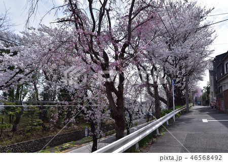 世田谷千歳通りの桜並木と玉石垣 世田谷千歳通りの桜並木と玉石垣 46568492