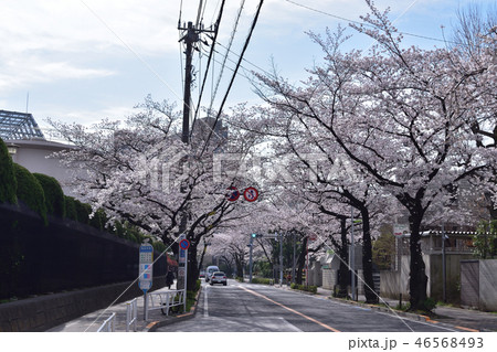 世田谷桜丘の千歳通りの桜並木 46568493