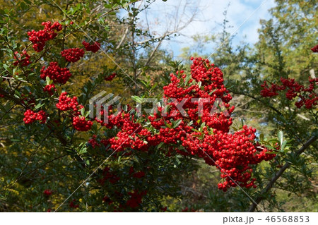 トキワサンザシの赤い実 46568853
