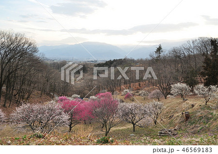 敷島総合公園、梅の里(梅林) 46569183