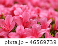 さつき 46569739