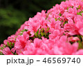 さつき 46569740