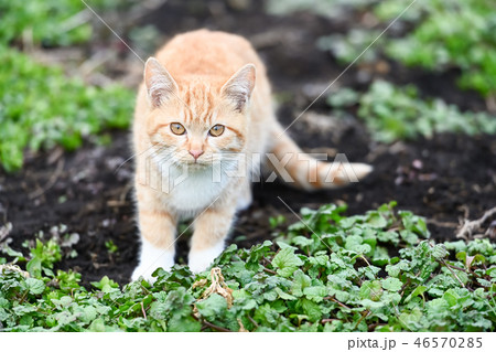 畑にいた子猫 46570285