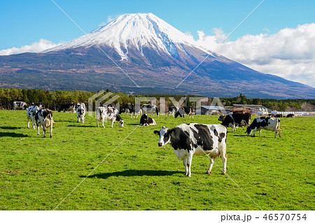 朝霧高原　牛 46570754