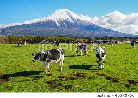 朝霧高原 牛の写真素材