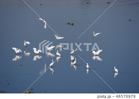 多摩川に飛来した白鷺の群れ 46570979
