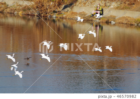 多摩川に飛来した白鷺の群れ 46570982