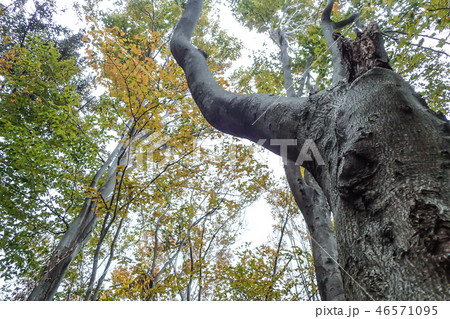 落葉広葉樹ブナ 46571095