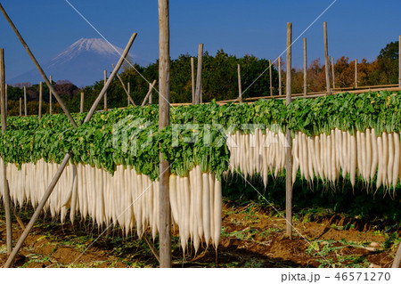 三浦の大根干し 46571270