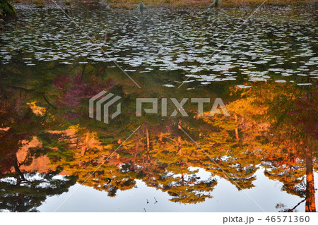 紅葉の弥彦もみじ谷(新潟県) 紅葉の弥彦もみじ谷(新潟県) 46571360