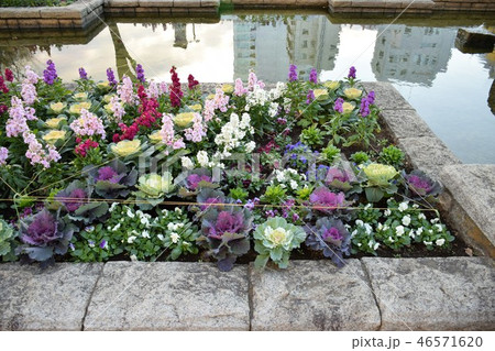 花壇 46571620