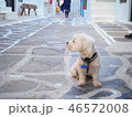 犬 46572008