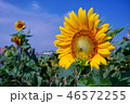 花 フラワー お花 46572255