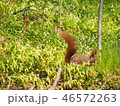 動物 自然 46572263