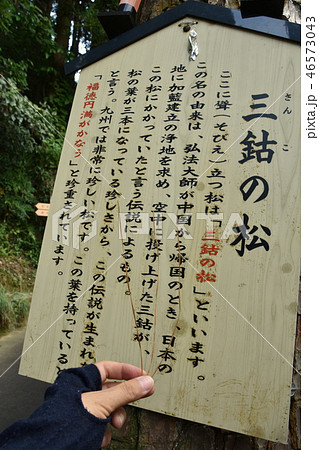 篠栗　南蔵院の三鈷の松 46573043