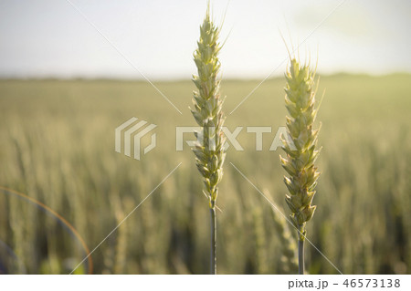 The crop of rye in a field at sunset 46573138