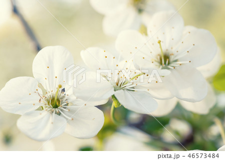 Cherry spring flowers 46573484
