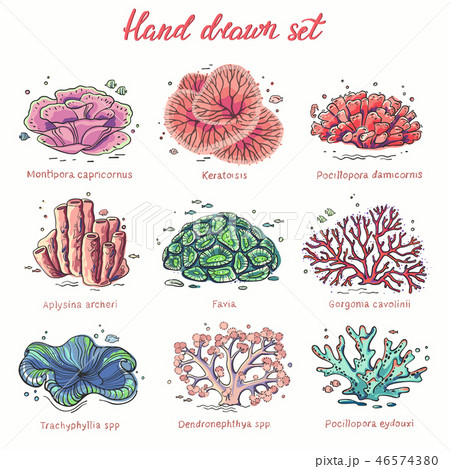Hand drawn corals set 46574380
