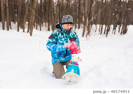 Jack Russell Terrier dog with owner woman playing in the winter outdoors. Jack Russell Terrier dog with owner woman playing in the winter outdoors. 46574953