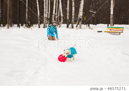 Jack Russell Terrier. Dog playing in winter park. Pet concept. 46575271