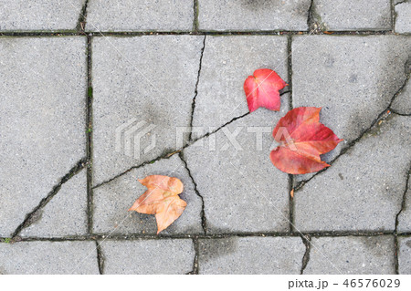 Photo 46576029