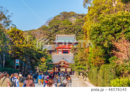 日本の秋 北鎌倉 秋の鶴岡八幡宮 日本の秋 北鎌倉 秋の鶴岡八幡宮 46576145