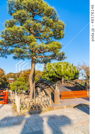 日本の秋 北鎌倉 秋の鶴岡八幡宮 日本の秋 北鎌倉 秋の鶴岡八幡宮 46576146
