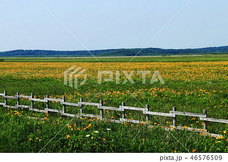 北海道の初夏の風景　道東のエゾカンゾウ（ニッコウキスゲ） 46576509