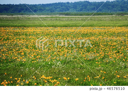 北海道の初夏の風景　道東のエゾカンゾウ（ニッコウキスゲ） 46576510