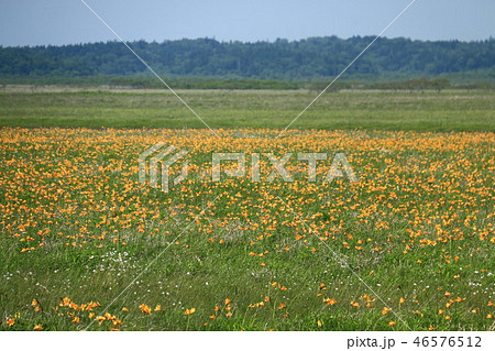 北海道の初夏の風景　道東のエゾカンゾウ（ニッコウキスゲ） 46576512