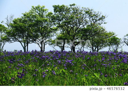 初夏の北海道道東　原生花園あやめヶ原 46576532