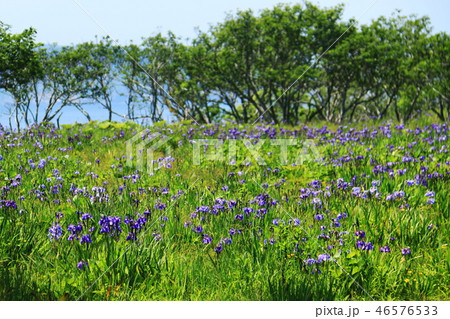 初夏の北海道道東　原生花園あやめヶ原 46576533
